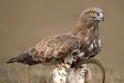 مبارزه دیدنی عقاب و مار/ عکس