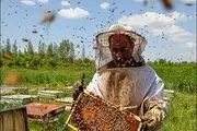 شهد شیرین اقتصاد مقاومتی با پرورش زنبور عسل
