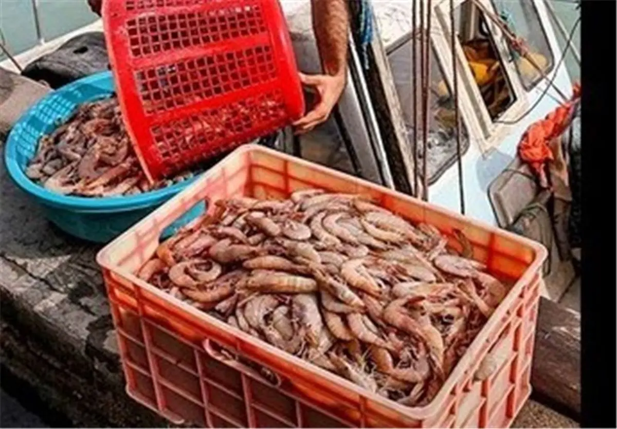 ذخیرهسازی پست لارو میگو در استخرهای پرورش میگوی گواتر در چابهار آغاز شد