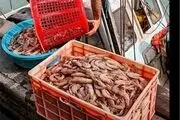  ذخیره‌سازی پست لارو میگو در استخرهای پرورش میگوی گواتر در چابهار آغاز شد 