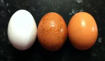 مقایسه ارزش تغذیه‌ای تخم پرندگان مختلف