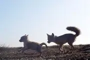 تنش میان روباه‌ها/ عکس