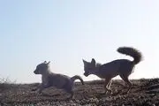 بوسه روباه/ عکس