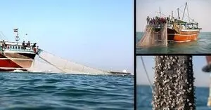 شخمزدن کف خلیج فارس با «ترال»