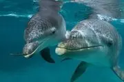 عزم شورای شهری‌ها برای فعالیت دوباره دلفیناریوم برج میلاد
