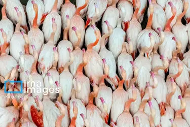 172705333_DJI_20251209151427_0038_D_MEDIDJI3