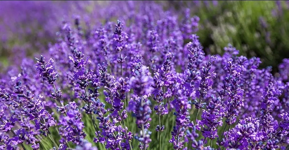 مضرات و خواص گیاه اسطوخودوس را بشناسیم