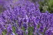 مضرات و خواص گیاه اسطوخودوس را بشناسیم