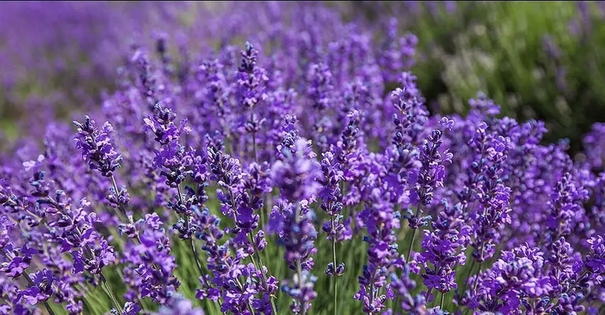 مضرات و خواص گیاه اسطوخودوس را بشناسیم