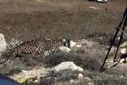 پلنگ نر ایرانی از لیسبون وارد باغ وحش ارم شد +عکس
