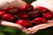 رودخانه‌ای پر از شکوفه‌های گیلاس/ عکس