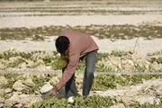 میوه ای که نیاز به آبیاری ندارد