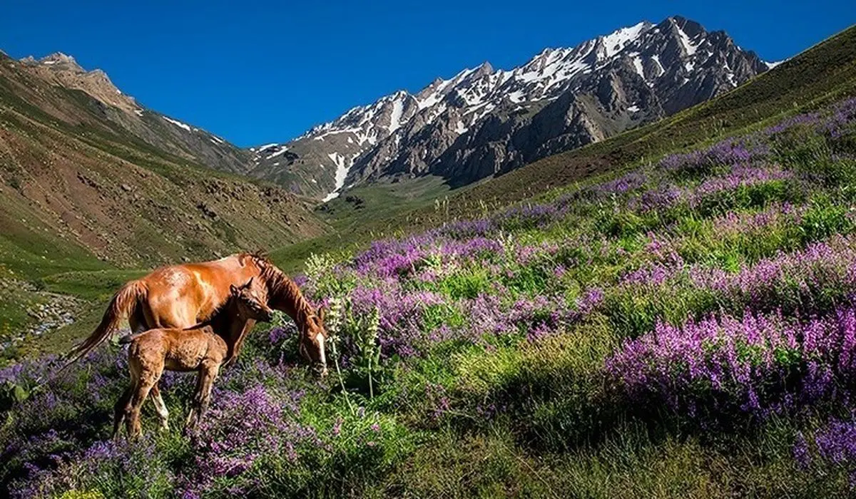 نمایی اعجاب آور از پل ورسک