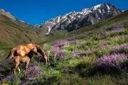 طبیعت دلچسب کوه پایه اشترانکوه/ گزارش تصویری