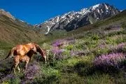 طبیعت دلچسب کوه پایه اشترانکوه/ گزارش تصویری