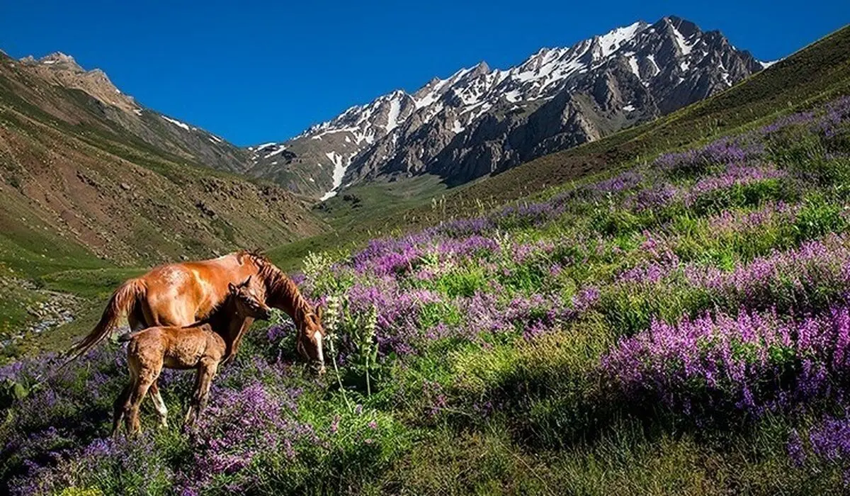  نمایی اعجاب آور از پل ورسک