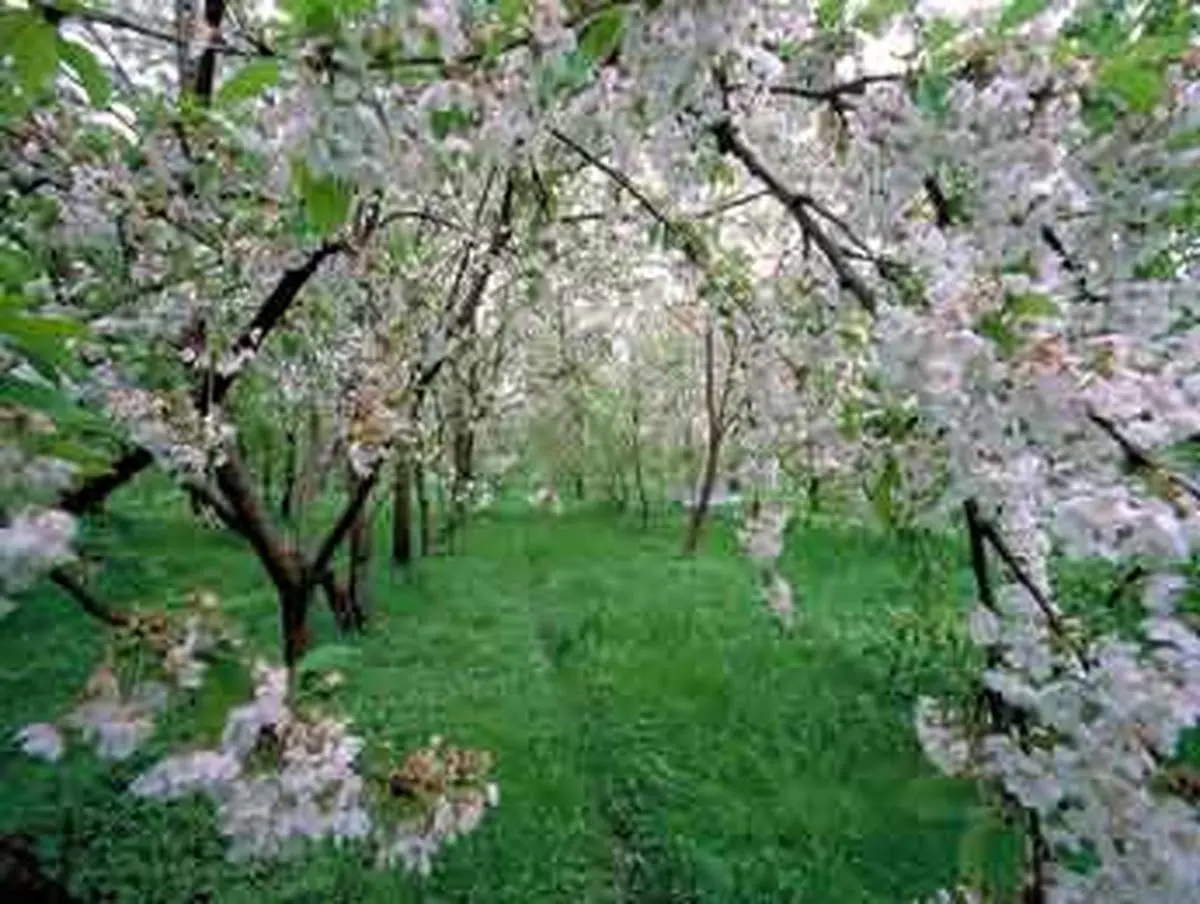 فرشتگان و استشمام نیّت