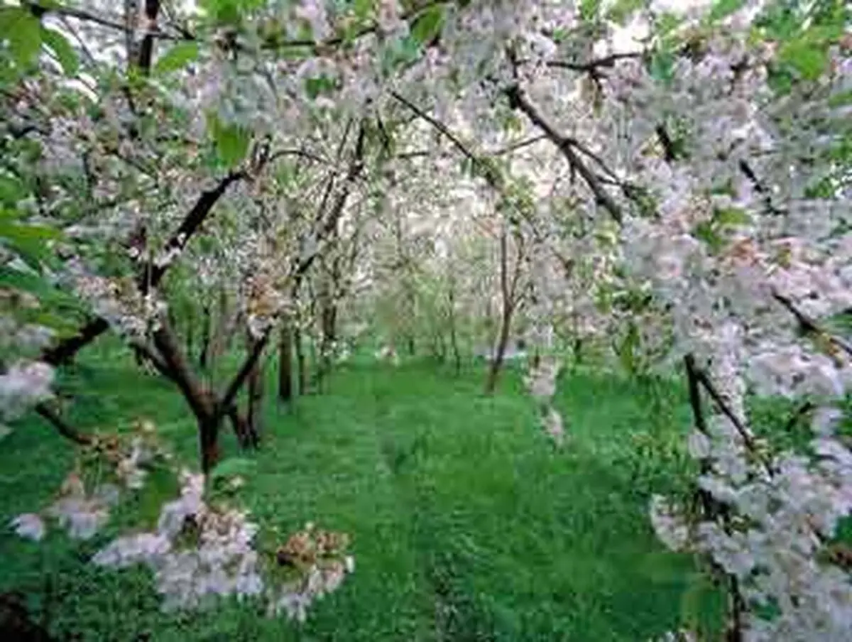 فرشتگان و استشمام نیّت