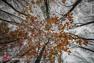 پاییز ساری