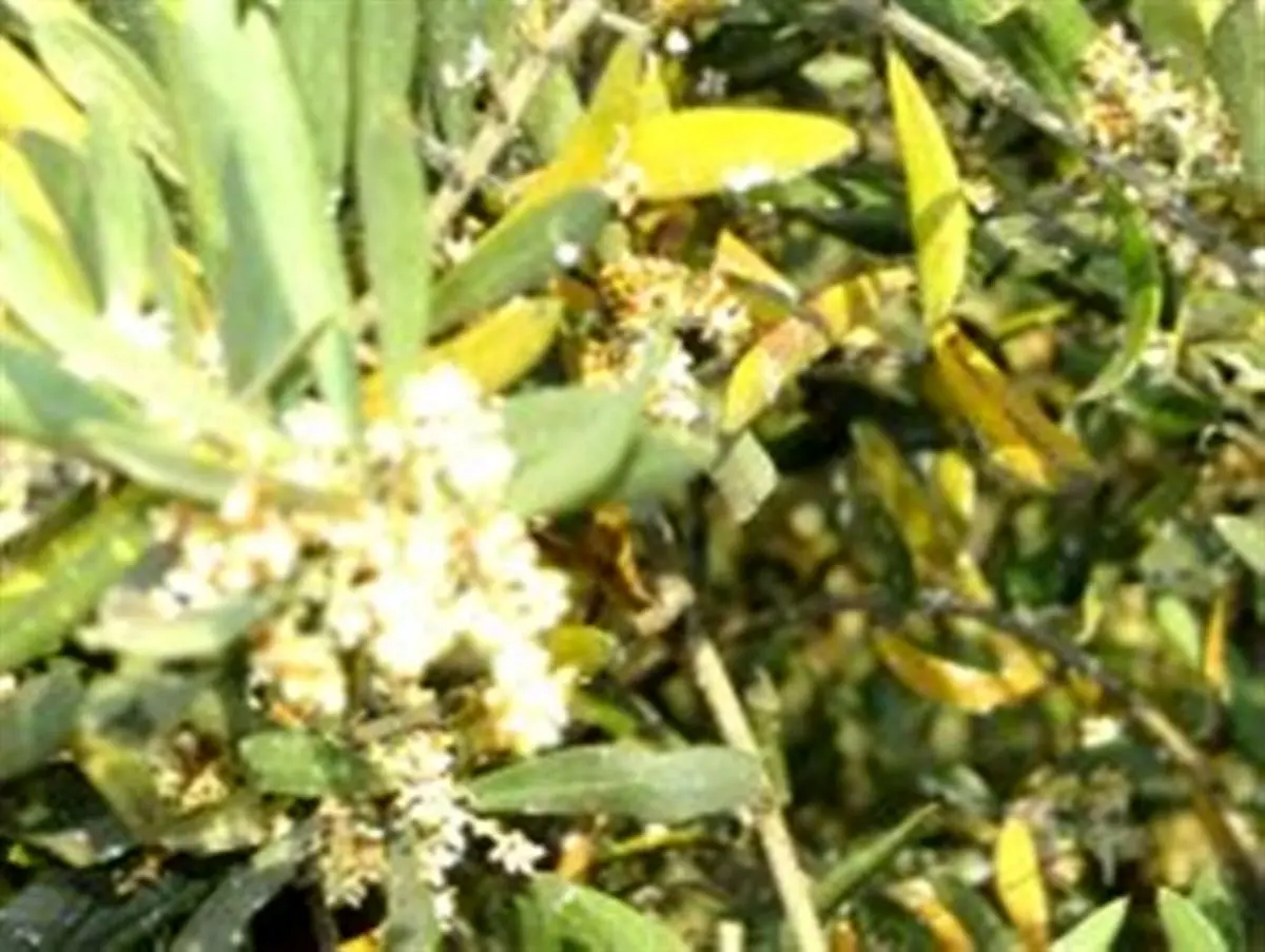 زنگ خطر افزایش بیماری لکه طاووسی در باغات طارم و بیتوجهی مسئولان