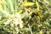 زنگ خطر افزایش بیماری لکه طاووسی در باغات طارم و بی‌توجهی مسئولان
