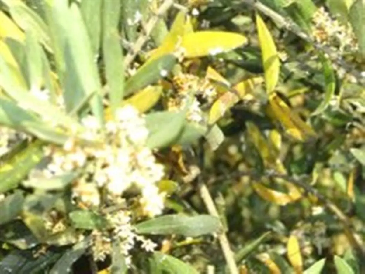 زنگ خطر افزایش بیماری لکه طاووسی در باغات طارم و بی‌توجهی مسئولان