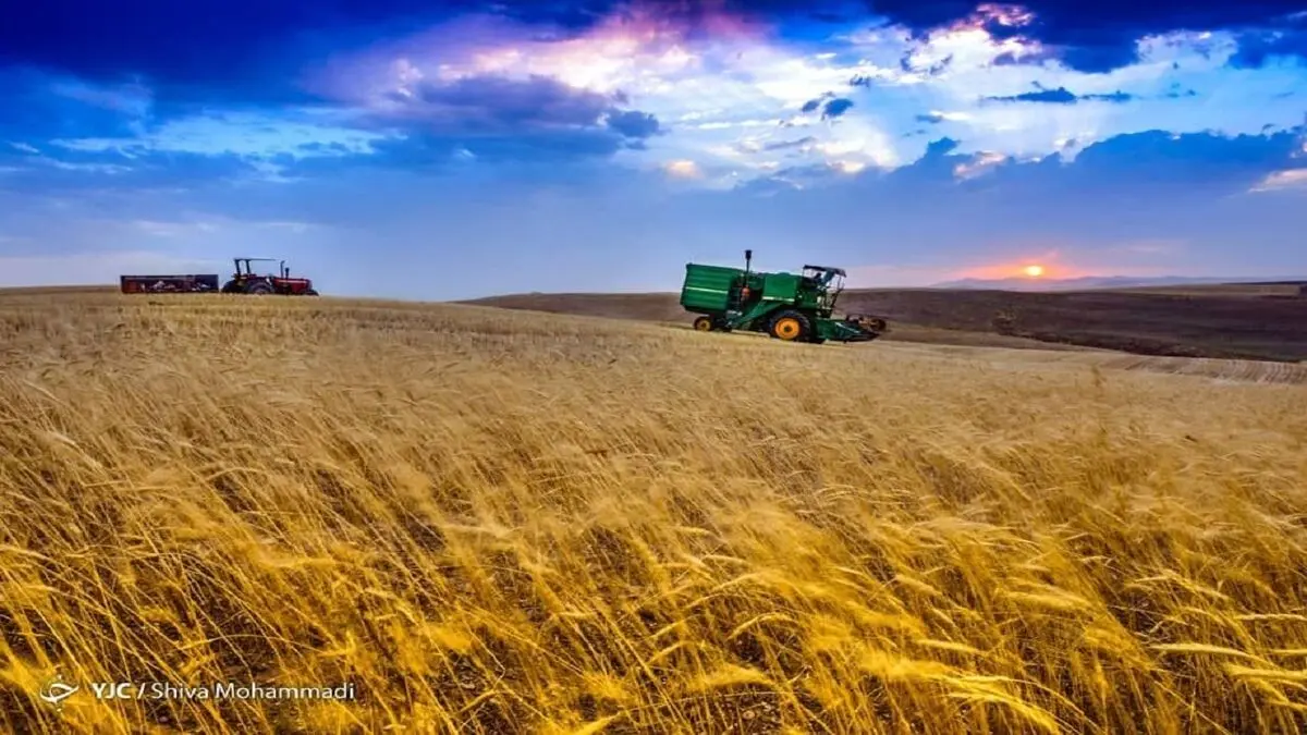 وعده اعلام نرخ خرید تضمینی گندم این بارهم محقق نشد
