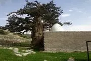 قدیمی ترین درخت سرو ایران در باشت+تصاویر