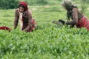 مطالبات معوق چایکاران پرداخت نشده است