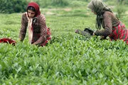 مطالبات معوق چایکاران پرداخت نشده است