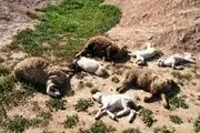 شیوع تب برفکی و تلف شدن 13 راس گوساله