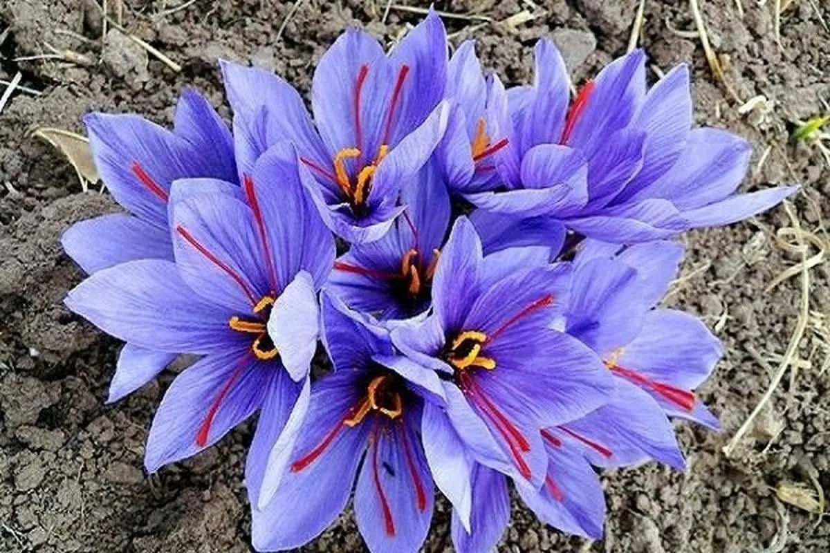 طلای سرخ میهمان قزوینیها