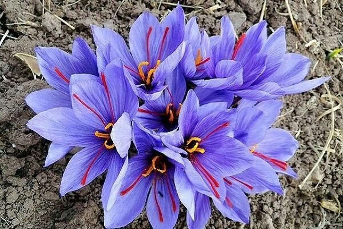 طلای سرخ میهمان قزوینی‌ها