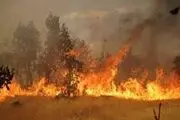
20 هکتار جنگل در سیرجان طعمه حریق شد

