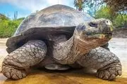 نگاهی به پیرترین و پاینده‌ترین موجودات این جهان