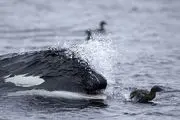 نهنگهای قاتل به آبهای ایران آمدند