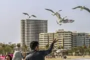 مهمانان این روزهای آسمان کیش/ گزارش تصویری