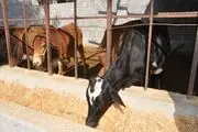 پرورش انواع دام و طیور محلی عرصه ای درآمدزا برای جوان رودانی+تصاویر