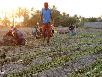 گسترش فقر کارگران روستایی با تهیه «طرح حذف حداقل دستمزد»
