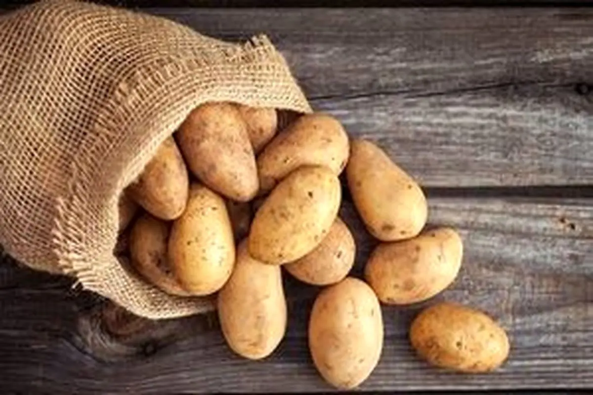 محل مناسب نگهداری سیب زمینی