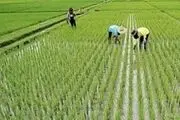 معمای حل نشده واردات برنج