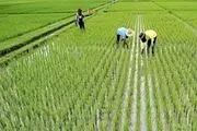 سه رقم جدید برنج تا پایان سال ۱۴۰۰ معرفی می شود