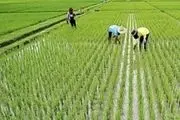 لغو ممنوعیت کشت برنج در سال ۱۴۰۰