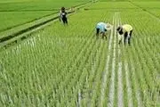 شایعه ورود برنج خارجی به شمال