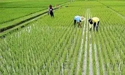 کشت برنج در استان‌‌های کم‌آب هنوز ادامه دارد