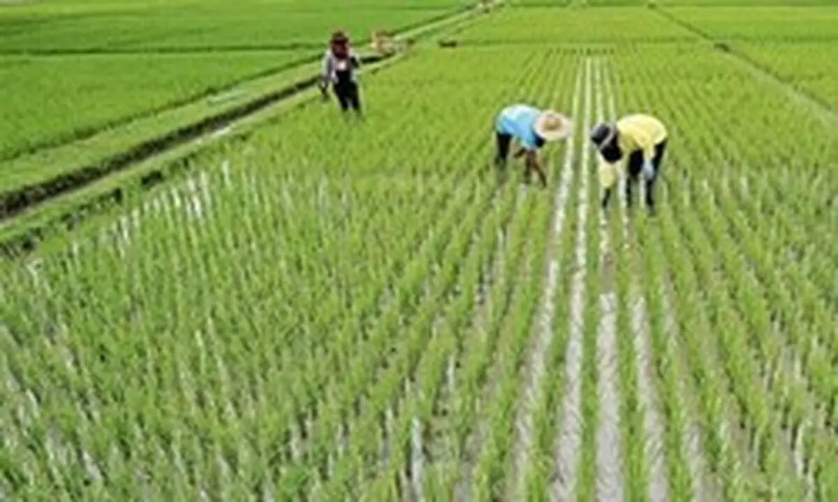 
اعلام نوع ارز برای واردات برنج 