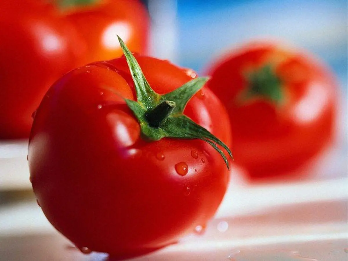 کدام قسمت گوجه فرنگی سمی است؟