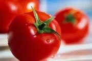 آغاز برداشت گوجه از مزارع جنوب/ عکس