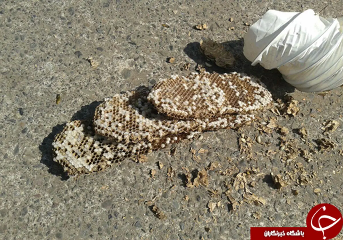 
زنبورها مهمان ناخوانده صاحب خانه+تصاویر
