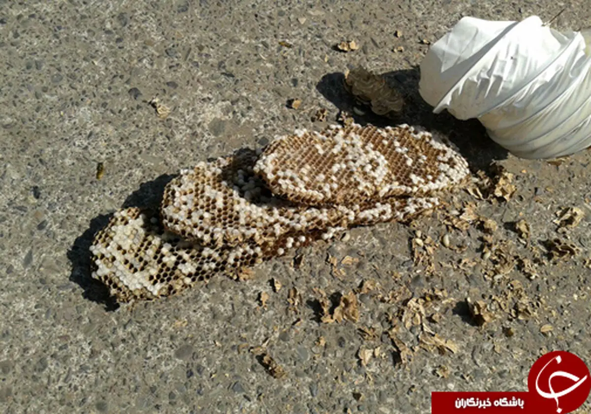 زنبورها مهمان ناخوانده صاحب خانه+تصاویر